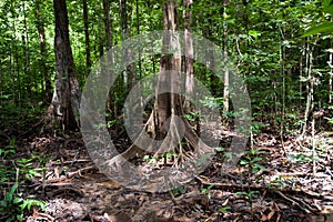 Tree roots and green forest,Landscape rain forest National Park