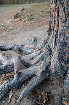 Tree roots and green forest in an urban park with soft evening light.