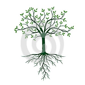 Tree with roots and green leafs.