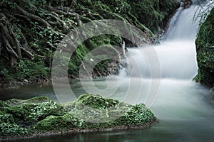 Tree roots with green moss and cascade in the forest