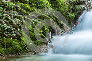 Tree roots with green moss and cascade in the forest