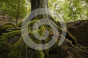 Tree roots with green moss on a cliff