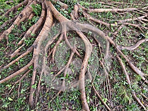 The tree roots grew intertwined