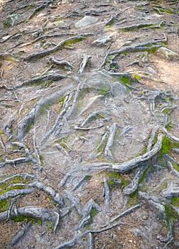 Tree roots on the ground