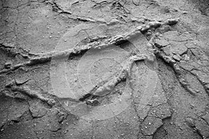 Tree roots in the ground in monochrome tones