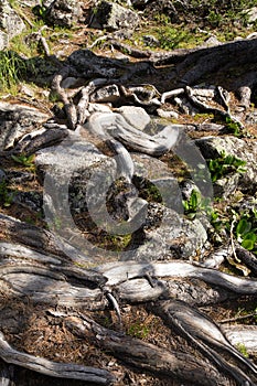 Tree roots on the ground in mountain forest