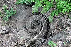 Tree roots grow above ground on the edge of the cliff. Environmental problem - soil erosion and gully formation. Roots of the tree