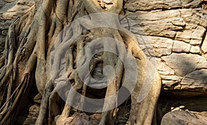 Tree roots grow on large rocks with natural patterns. is a miracle background and backdrop design templates