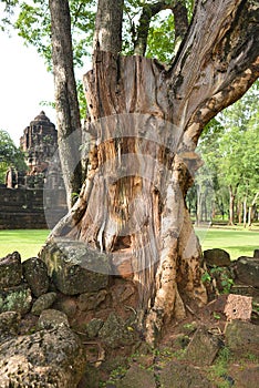 Tree roots grow over Stone castle