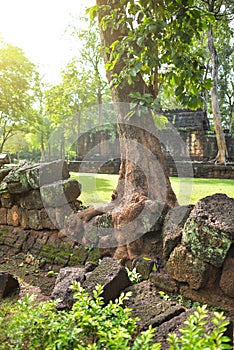 Tree roots grow over Stone castle