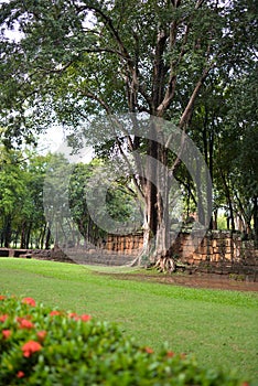 Tree roots grow over Stone castle