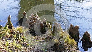 Tree roots grow in a small lake upwards, elves Droll home