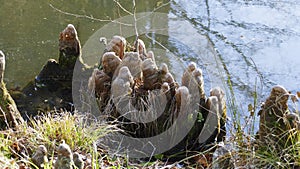 Tree roots grow in a small lake upwards, elves Droll home