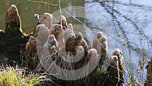 Tree roots grow in a small lake upwards, elves Droll home photo