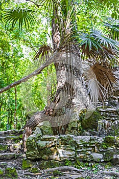 Tree roots grow through stones Mayan temple ruins Muyil Mexico