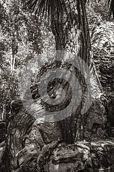 Tree roots grow through stones Mayan temple ruins Muyil Mexico