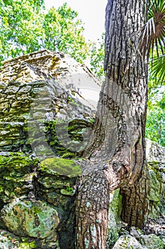 Tree roots grow through stones Mayan temple ruins Muyil Mexico