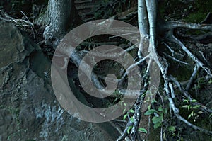 Tree roots growing around a huge rock