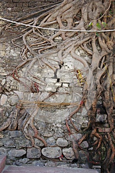 Tree roots growing through brick wall