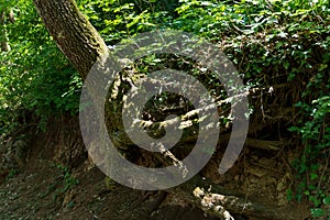 Tree with roots growing in a deep forest on sunny spring day