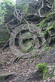 Tree Roots Growing on Moss Covered Stone