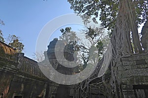 Tree roots growing out of stone wall in angkor wat city of khmer civilisation, cambodia, khmer empire