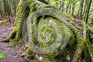 Tree roots growing over a large rock