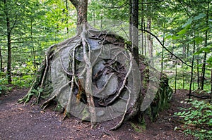 Tree roots growing over a rock