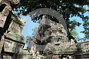 Tree Roots Growing over Ta Prohm Temple, Angkor Wat, Cambodia. Ancient Ruins. Tree roots over the Ta Prohm Rajavihara, a temple at