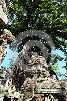 Tree Roots Growing over Ta Prohm Temple, Angkor Wat, Cambodia. Ancient Ruins. Tree roots over the Ta Prohm Rajavihara, a temple at