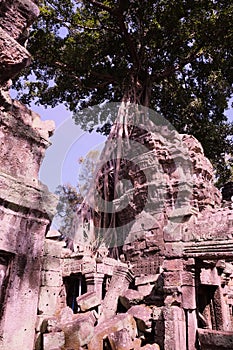Tree Roots Growing over Ta Prohm Temple, Angkor Wat, Cambodia. Ancient Ruins. Tree roots over the Ta Prohm Rajavihara, a temple at