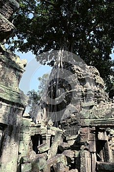 Tree Roots Growing over Ta Prohm Temple, Angkor Wat, Cambodia. Ancient Ruins. Tree roots over the Ta Prohm Rajavihara, a temple at