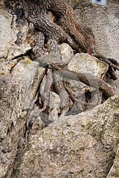 Tree roots growing in a rock on a walking path on Drachenfels