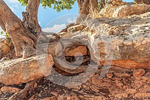 Tree roots growing through and into rocks in the mountain