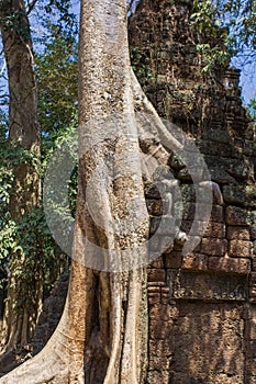 Tree roots growing through the ruins of Ta Prohm Temple