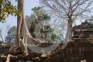 Tree roots growing through the ruins of Ta Prohm Temple