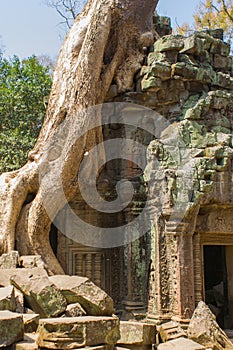 Tree roots growing through the ruins of Ta Prohm Temple