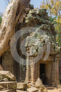 Tree roots growing through the ruins of Ta Prohm Temple