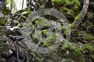 Tree roots growing on side of limestone crevice along hiking trail at Nottawasaga Bluffs