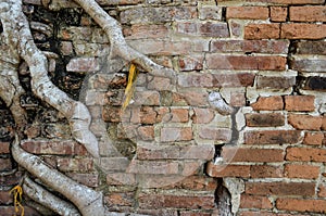 Tree roots growth through grungy cracked ancient brick wall at the temple in Thailand.