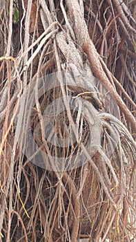 Tree roots hanging magic forest