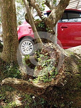 tree roots have been cut which are overgrown with red cars as a background