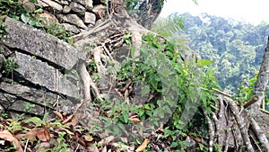 Tree roots on a hill with rocks and plants around it