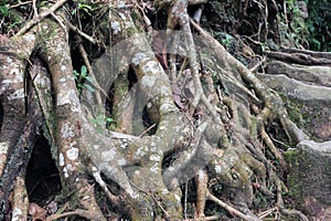 Tree roots on a hill with rocks and plants around it