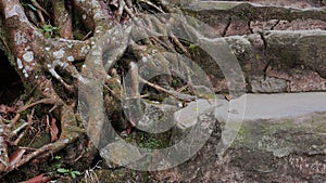 Tree roots on a hill with rocks and plants around it