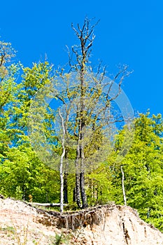 Tree with roots on the hill