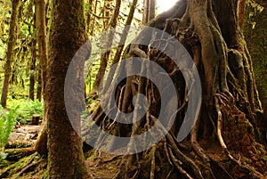 Tree Roots in Hoh Rainforests