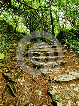 tree roots ,ireland ,killarney national park -radici alberi parco nazionale