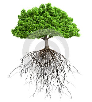 A tree with roots isolated 3D illustration