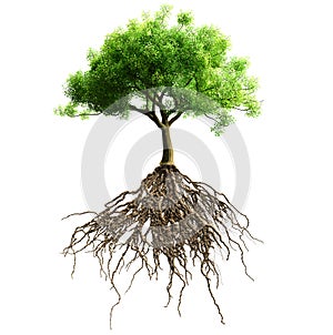 Tree with roots isolated.